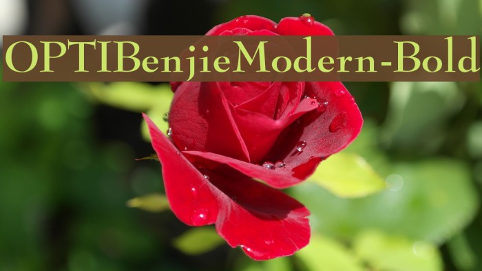 OPTIBenjieModern-Bold Font examples