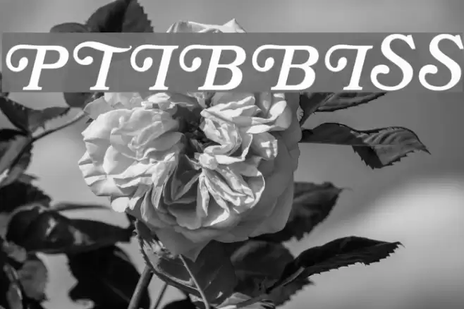 OPTIBookmanBoldItaSwashSup Font examples