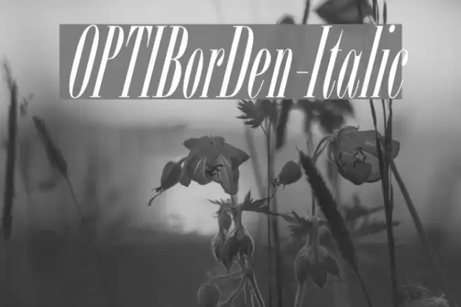 OPTIBorDen-Italic Font examples