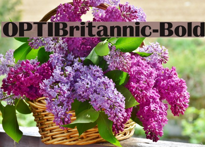 OPTIBritannic-Bold Example 3