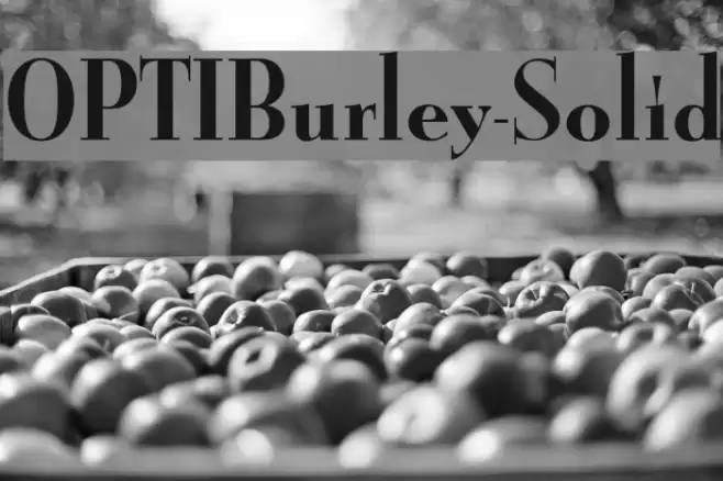 OPTIBurley-Solid Font examples