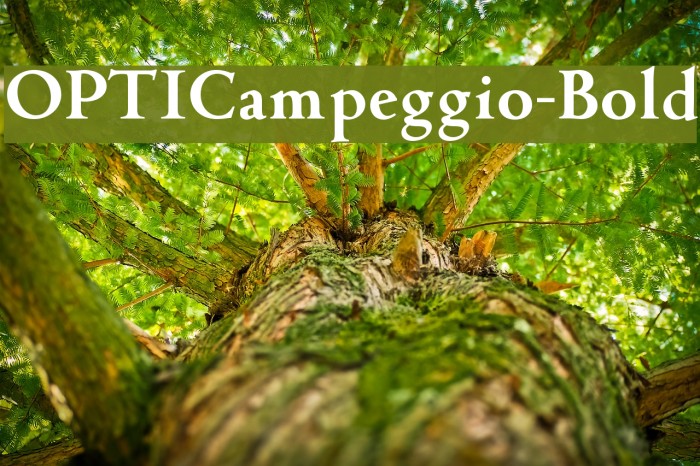 OPTICampeggio-Bold Font examples