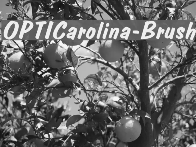 OPTICarolina-Brush Font examples