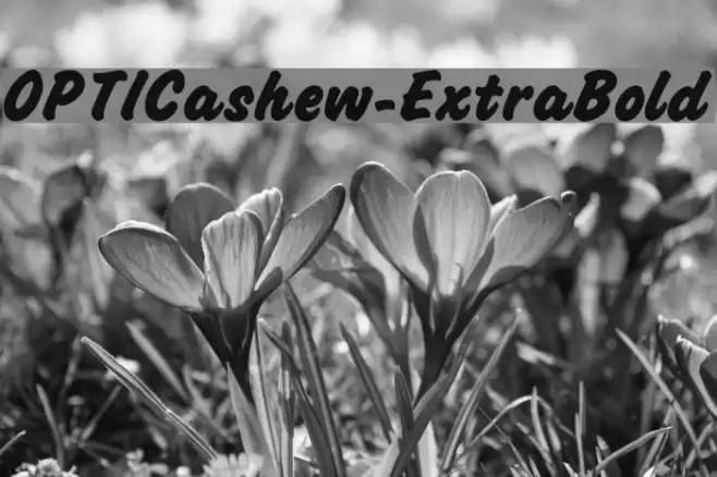 OPTICashew-ExtraBold Font examples