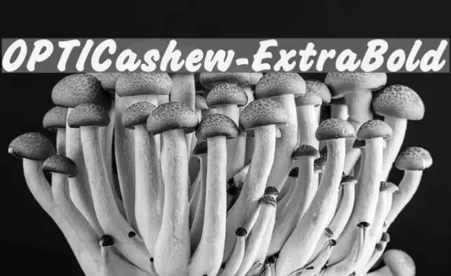 OPTICashew-ExtraBold Font examples