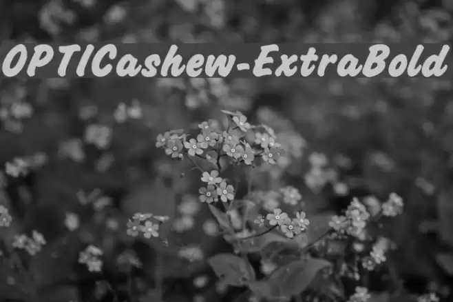 OPTICashew-ExtraBold Font examples