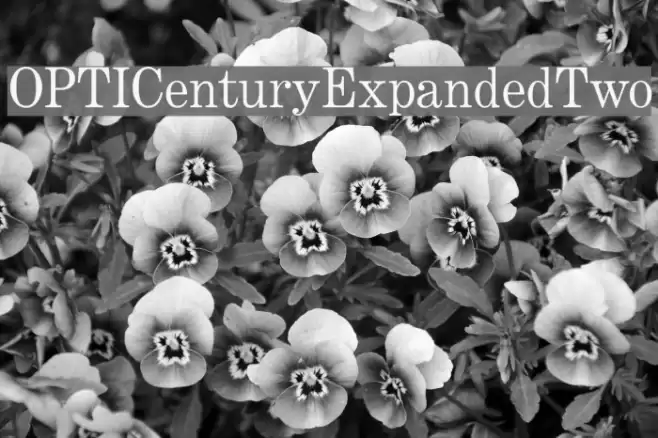 OPTICenturyExpandedTwo Fonte examples