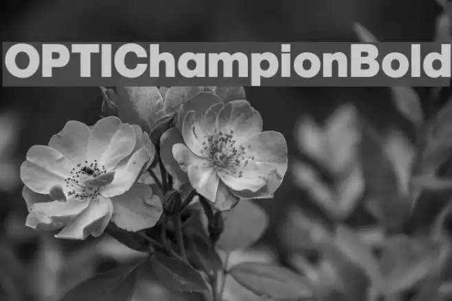OPTIChampionBold Font examples
