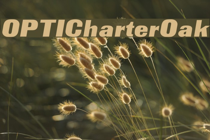OPTICharterOak Font examples