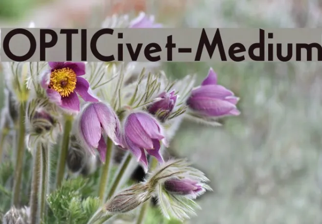 OPTICivet-Medium Example 3