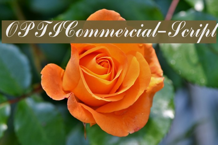 OPTICommercial-Script Font examples