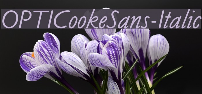 OPTICookeSans-Italic Font examples