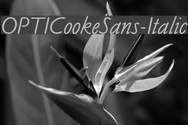 OPTICookeSans-Italic Font examples