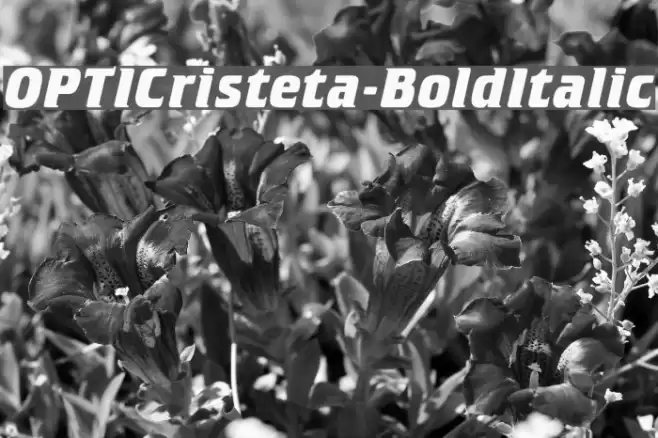 OPTICristeta-BoldItalic Font examples