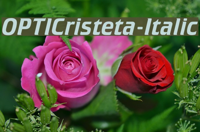 OPTICristeta-Italic Font examples