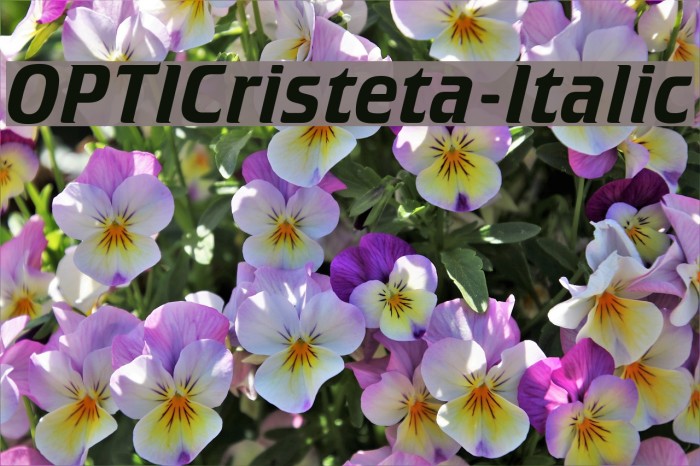 OPTICristeta-Italic Font examples