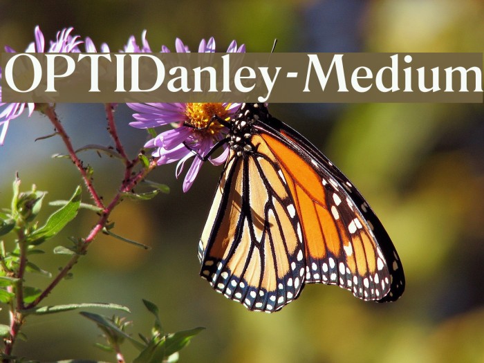 OPTIDanley-Medium Font examples