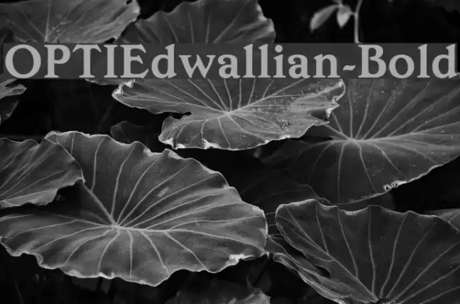 OPTIEdwallian-Bold Font examples