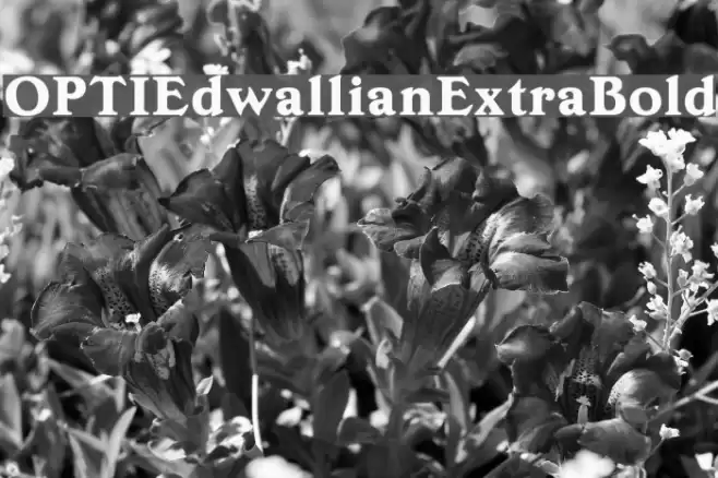 OPTIEdwallianExtraBold Font examples