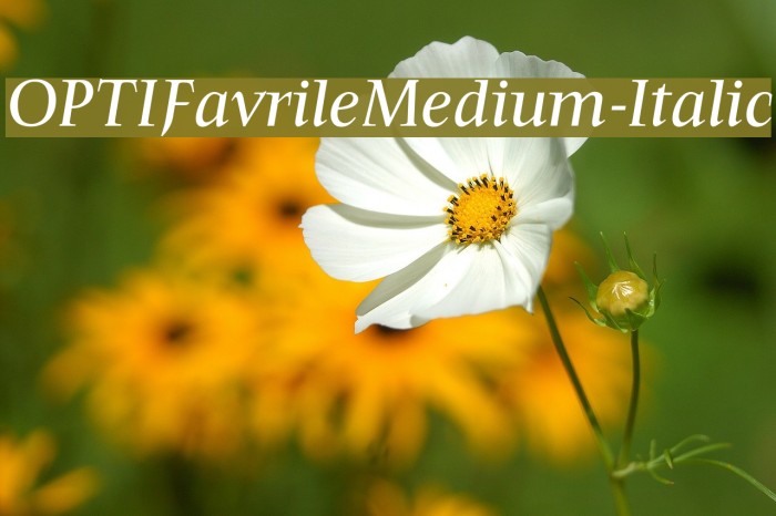 OPTIFavrileMedium-Italic Font examples