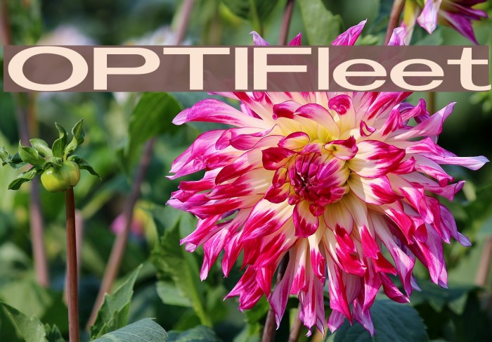 OPTIFleet Font examples