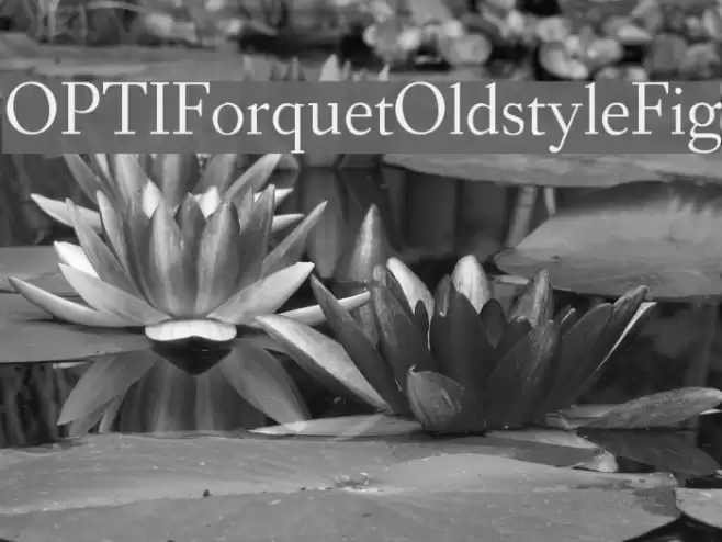 OPTIForquetOldstyleFig Font examples