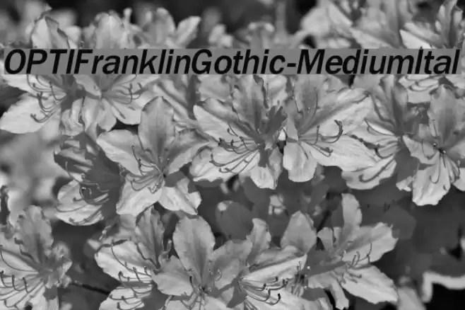 OPTIFranklinGothic-MediumItal Font examples