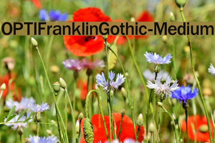 OPTIFranklinGothic-Medium Font examples