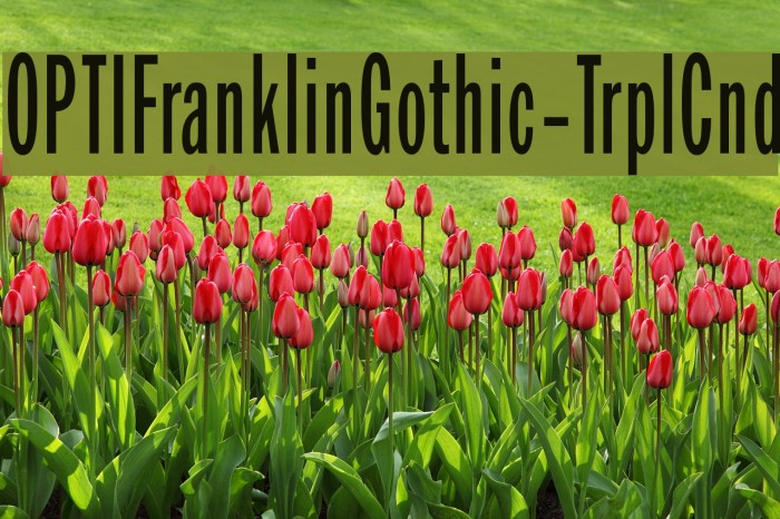 OPTIFranklinGothic-TrplCnd Font examples