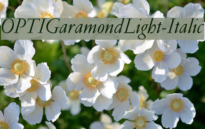 OPTIGaramondLight-Italic Font examples