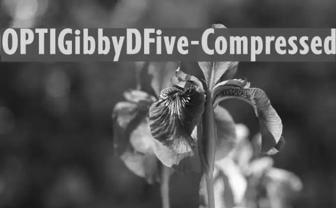OPTIGibbyDFive-Compressed Font examples