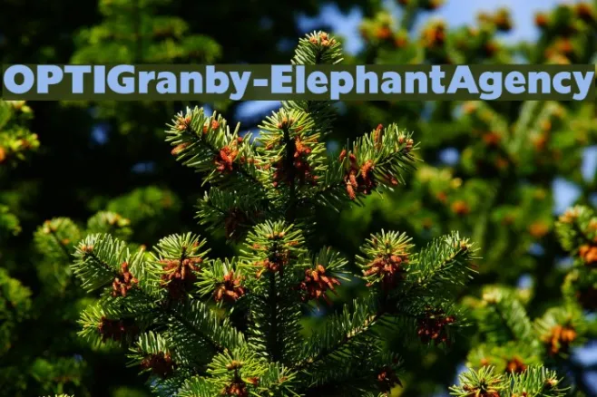 OPTIGranby-ElephantAgency Example 2