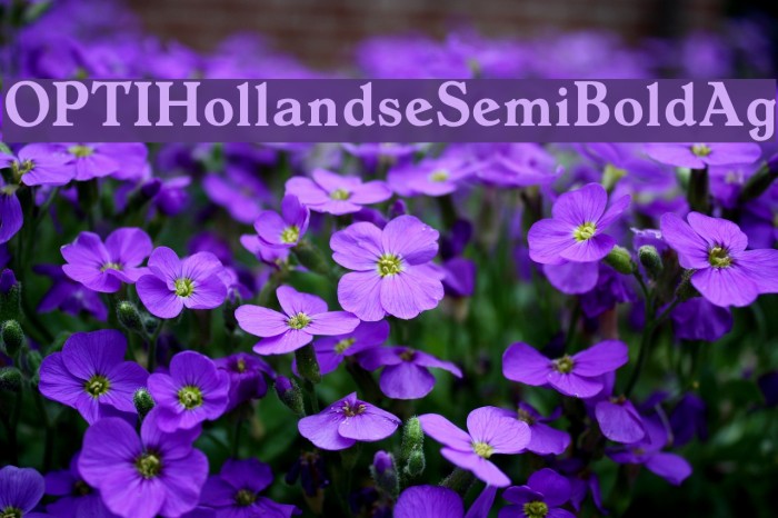 OPTIHollandseSemiBoldAg Font examples