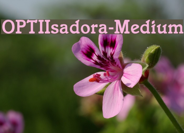 OPTIIsadora-Medium لخطوط تنزيل examples
