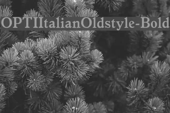 OPTIItalianOldstyle-Bold Font examples