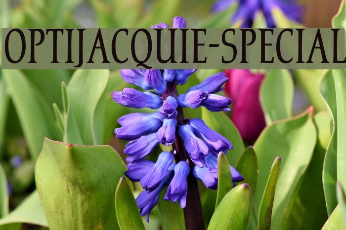 OPTIJacquie-Special Example 1