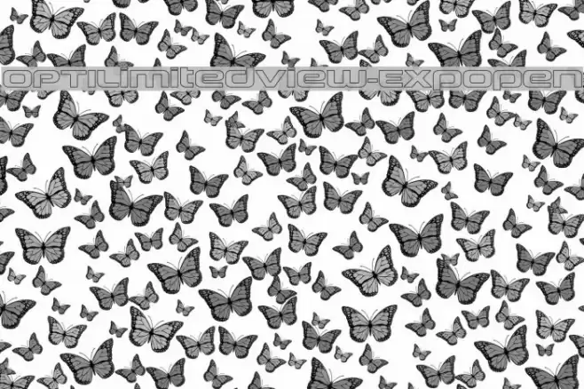 OPTILimitedView-ExpOpen Fonte examples