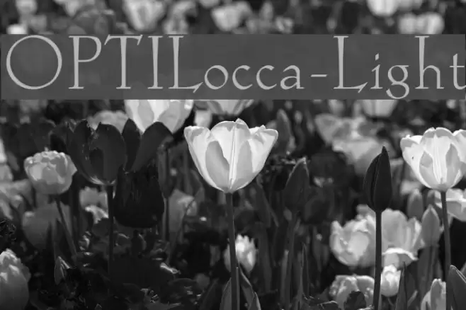 OPTILocca-Light Font examples
