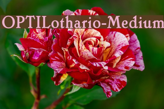 OPTILothario-Medium Font examples
