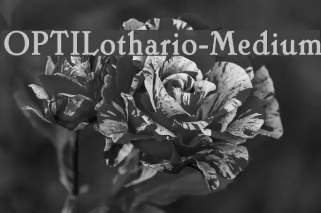 OPTILothario-Medium Font examples