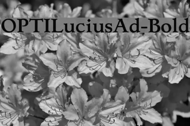 OPTILuciusAd-Bold Font examples