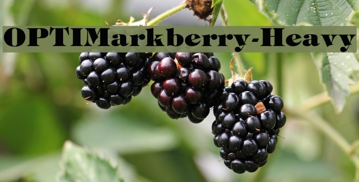 OPTIMarkberry-Heavy Font examples