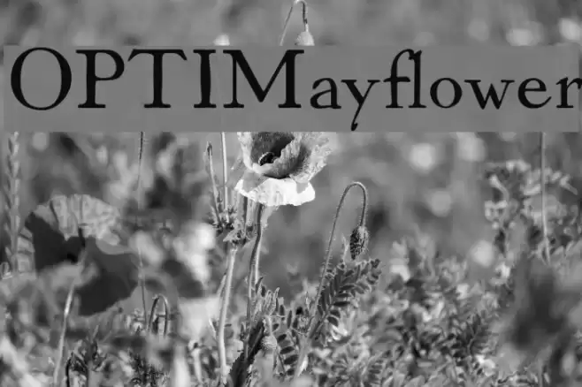 OPTIMayflower Font examples