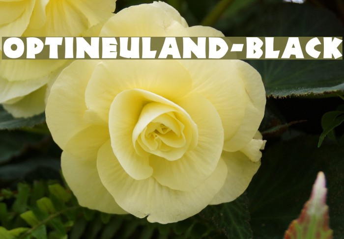 OPTINeuland-Black Font examples