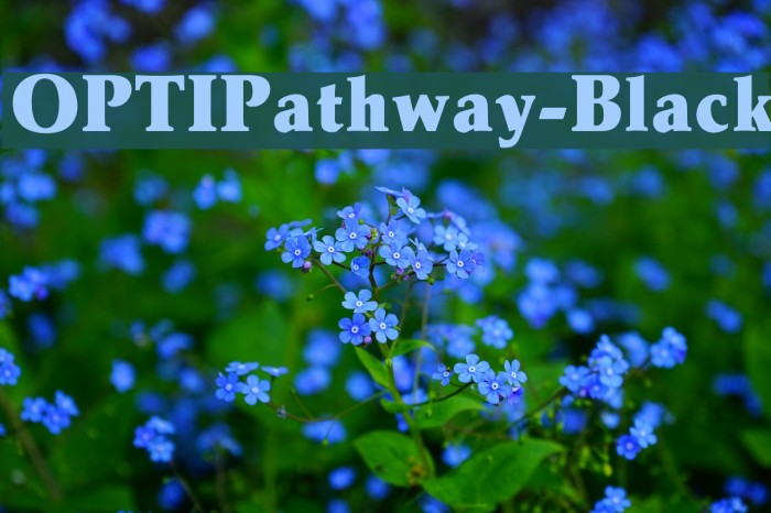 OPTIPathway-Black Font examples