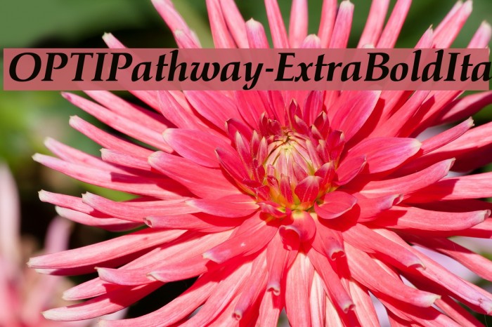 OPTIPathway-ExtraBoldIta Font examples