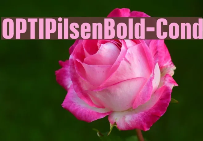 OPTIPilsenBold-Cond Example 1