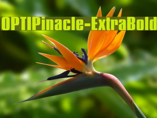 OPTIPinacle-ExtraBold Example 3