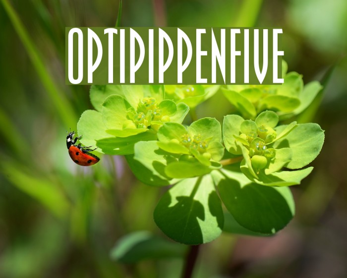 OPTIPippenFive Polices examples