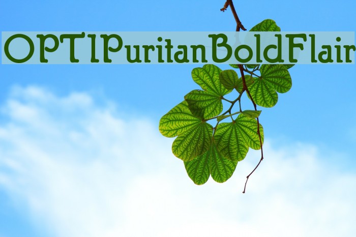 OPTIPuritanBoldFlair फ़ॉन्ट examples